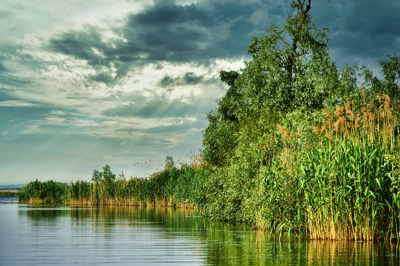 découvrez les écosystèmes terrestres, leur diversité et leur importance vitale pour notre planète. apprenez comment ces systèmes interconnectés soutiennent la biodiversité, régulent le climat et offrent des ressources essentielles à la vie sur terre.