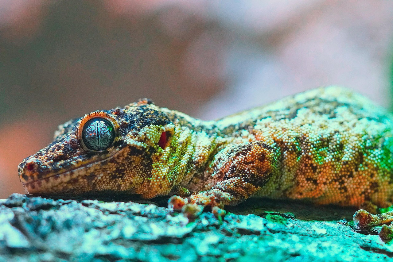 découvrez l'importance de la biodiversité pour notre planète, ses enjeux, et les actions à entreprendre pour la préserver. plongez dans l'univers fascinant des espèces et écosystèmes qui font la richesse de la vie sur terre.