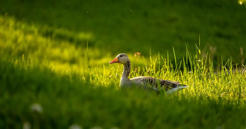Biodiversité du Nebraska : ce qui marche vraiment sur le terrain