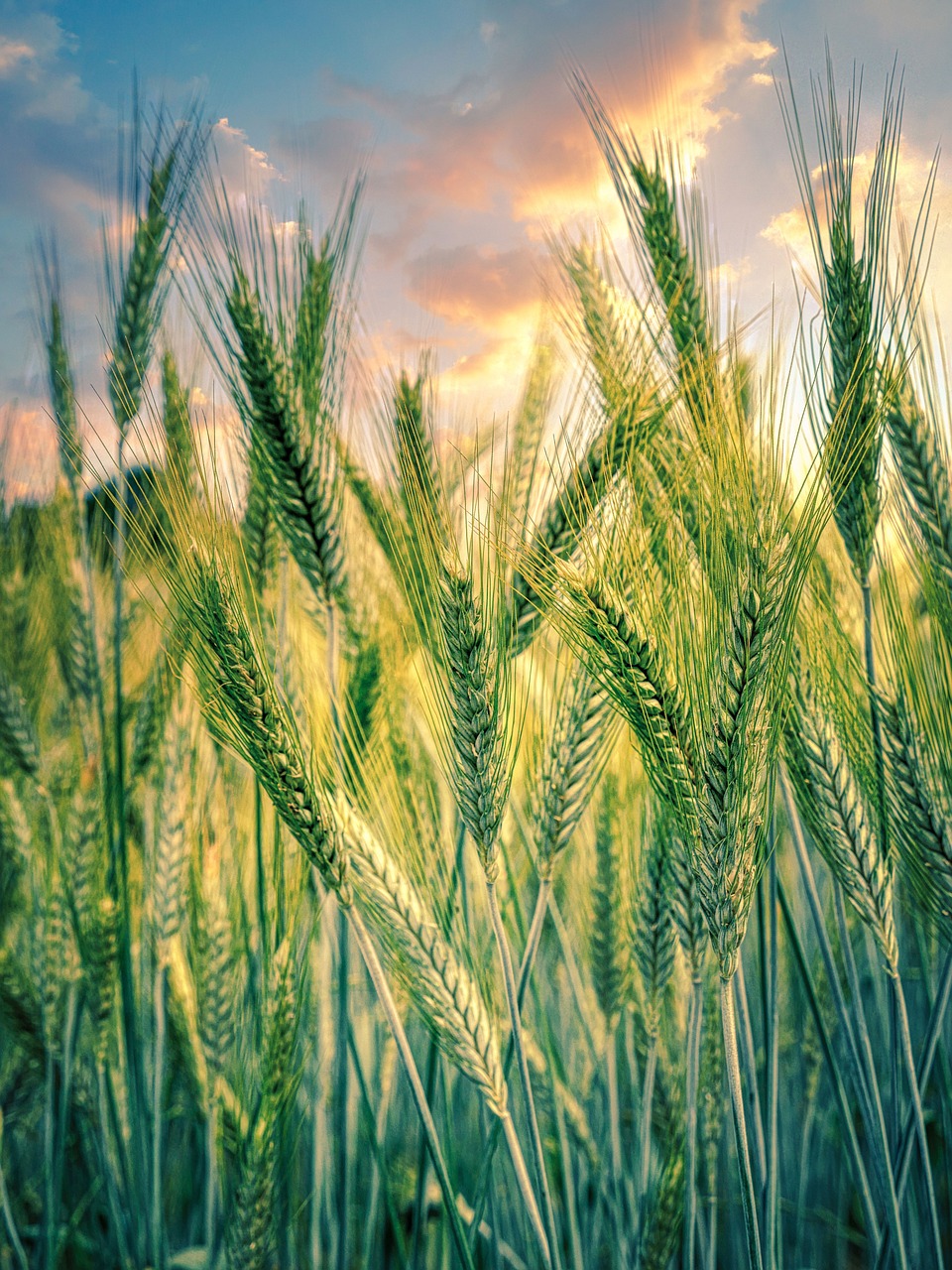 Comment l’agriculture régénérative peut lutter contre le changement climatique