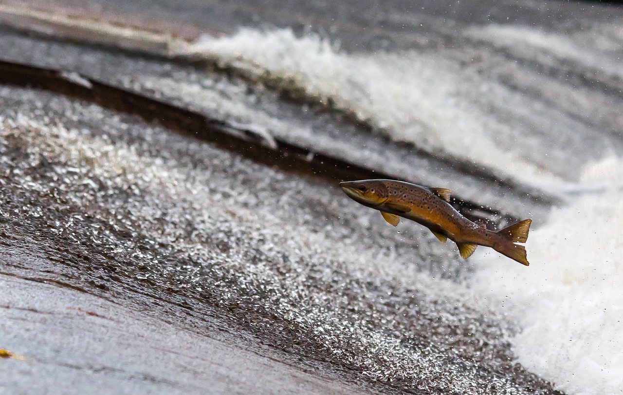 Écosystèmes d’eau douce : Importance et préservation des habitats aquatiques