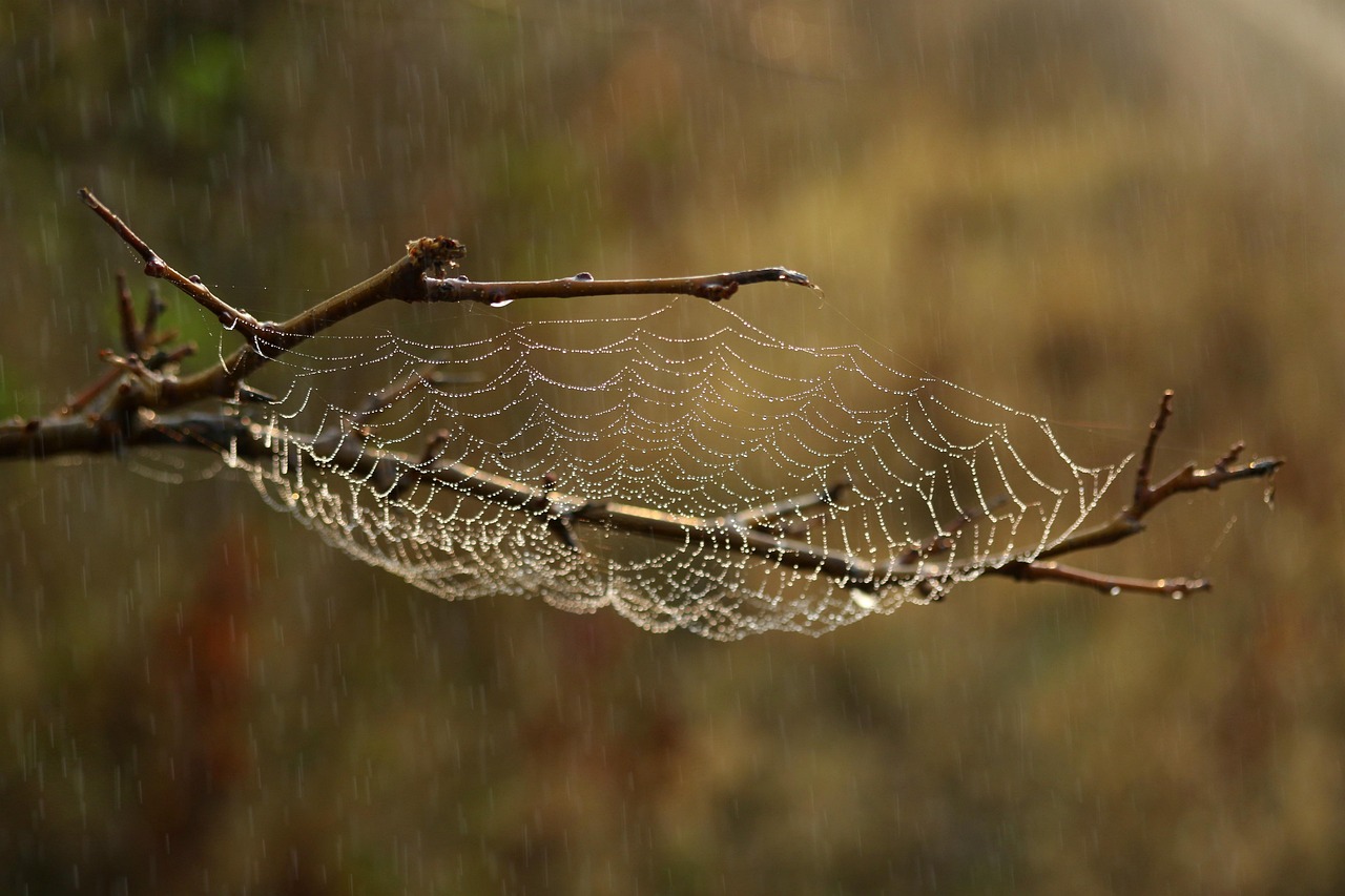 Destruction des habitats : comprendre les causes et conséquences sur la biodiversité