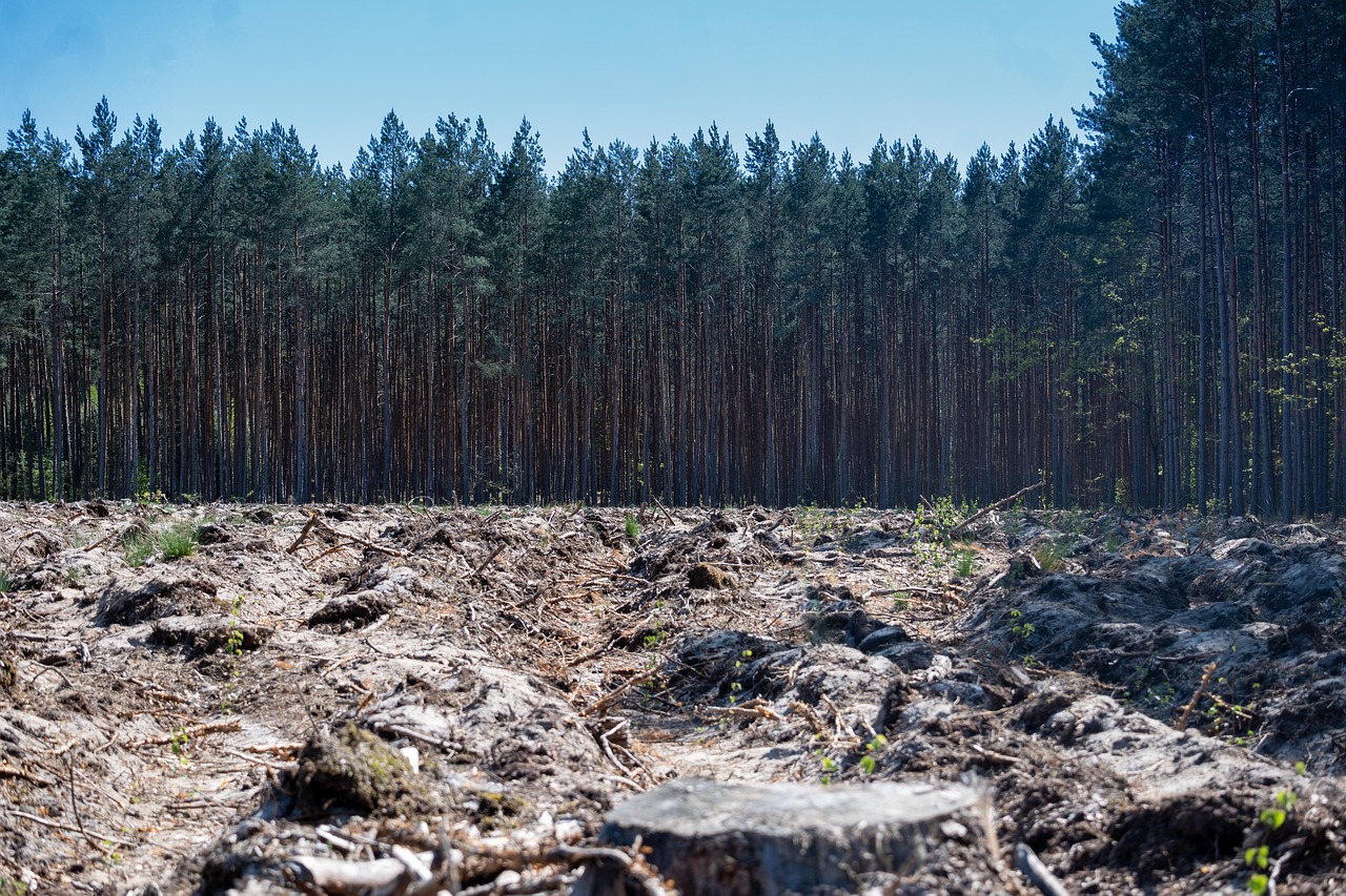 Déforestation : Comprendre ses Causes et Ses Conséquences sur l’Écosystème