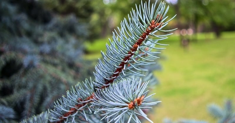 Comment adapter forêts Nebraska climat : le guide qui change tout