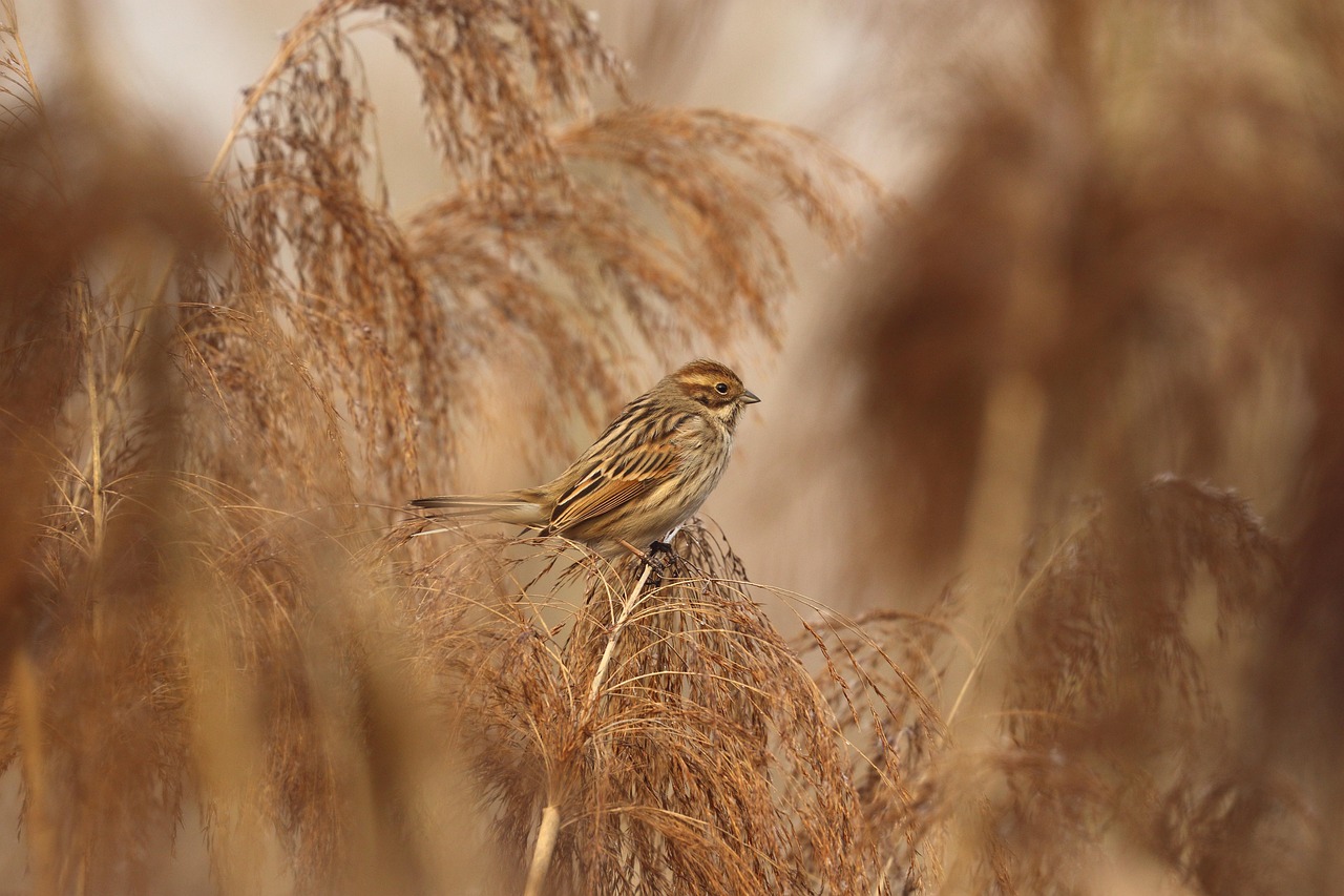 Approches basées sur les écosystèmes : une stratégie durable pour la gestion des ressources naturelles