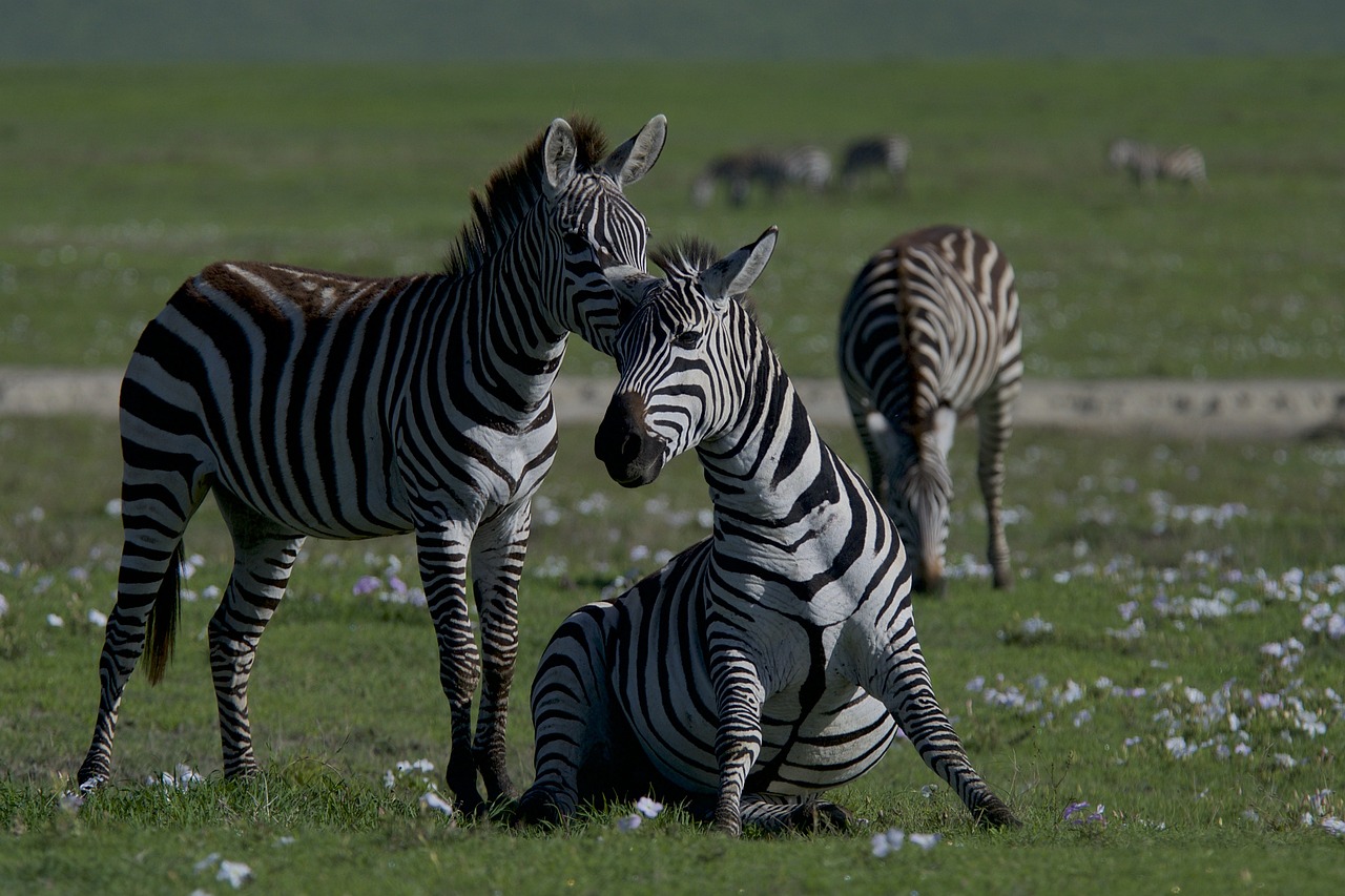 Comprendre l’importance de la biodiversité génétique pour l’avenir de notre planète