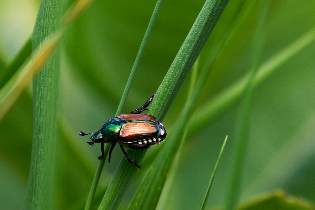 Modèle de conservation : pourquoi et comment préserver notre biodiversité