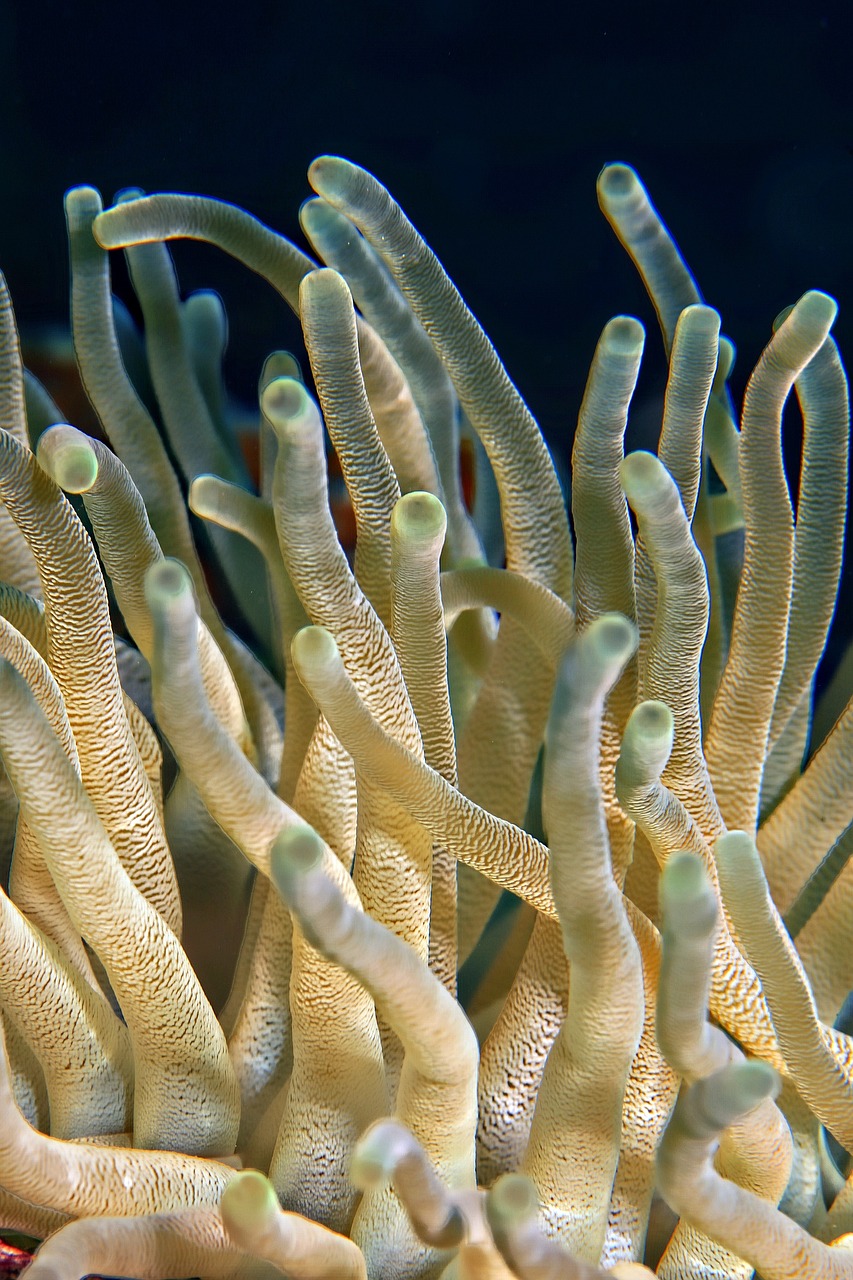 Biodiversité marine : enjeux et solutions pour préserver nos océans