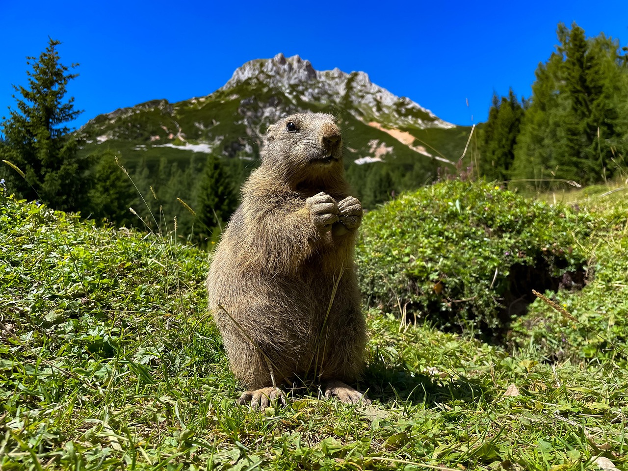 La biodiversité en danger : causes et conséquences