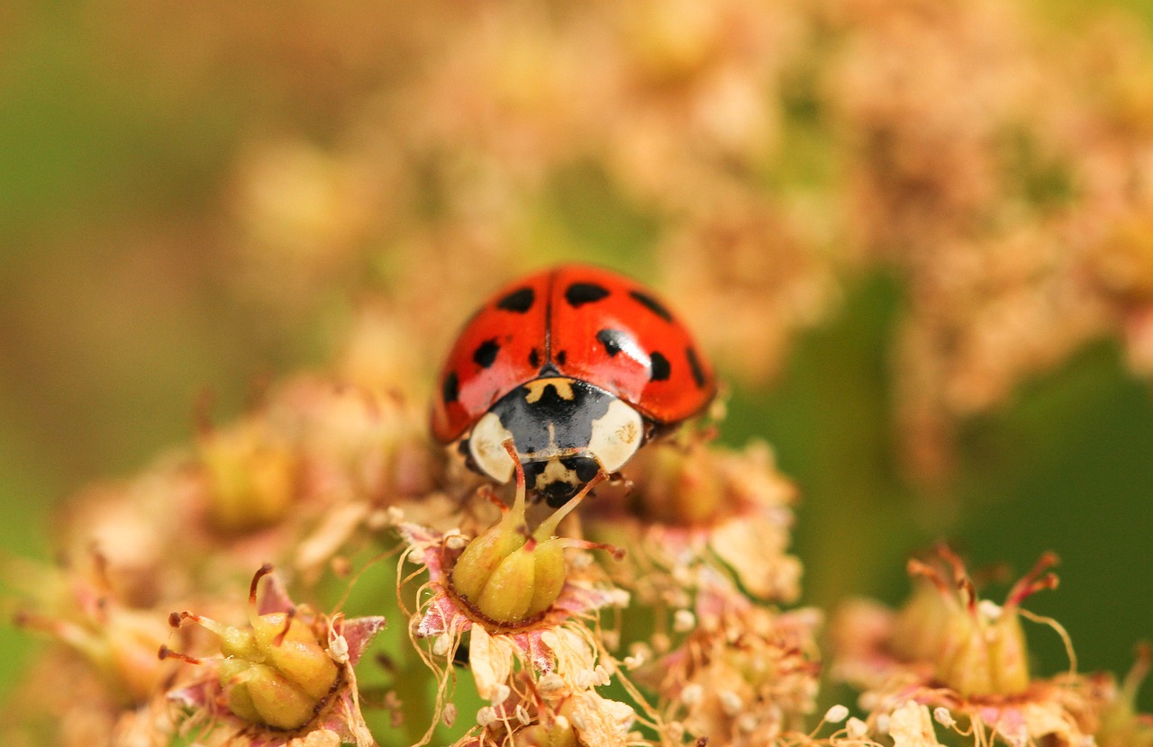Les espèces envahissantes et leur menace pour la biodiversité