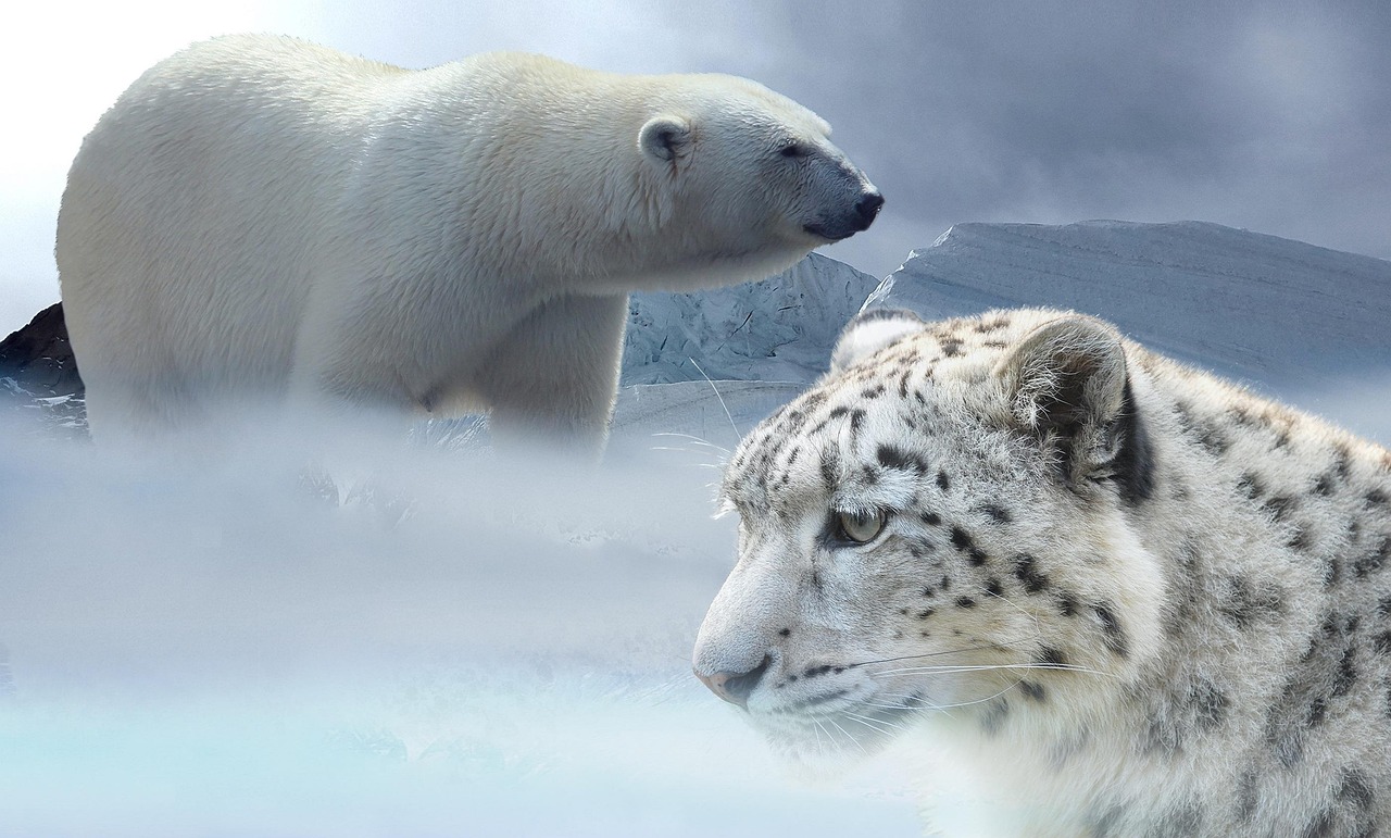 L’impact des changements climatiques sur nos écosystèmes fragiles