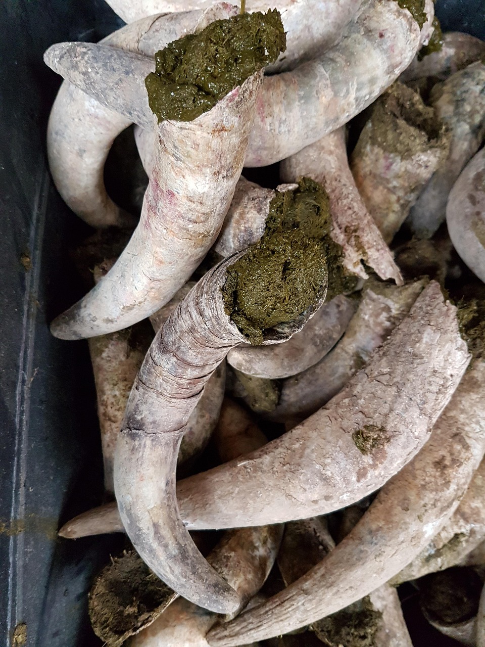 Agriculture biodynamique : principes et pratiques pour une ferme durable