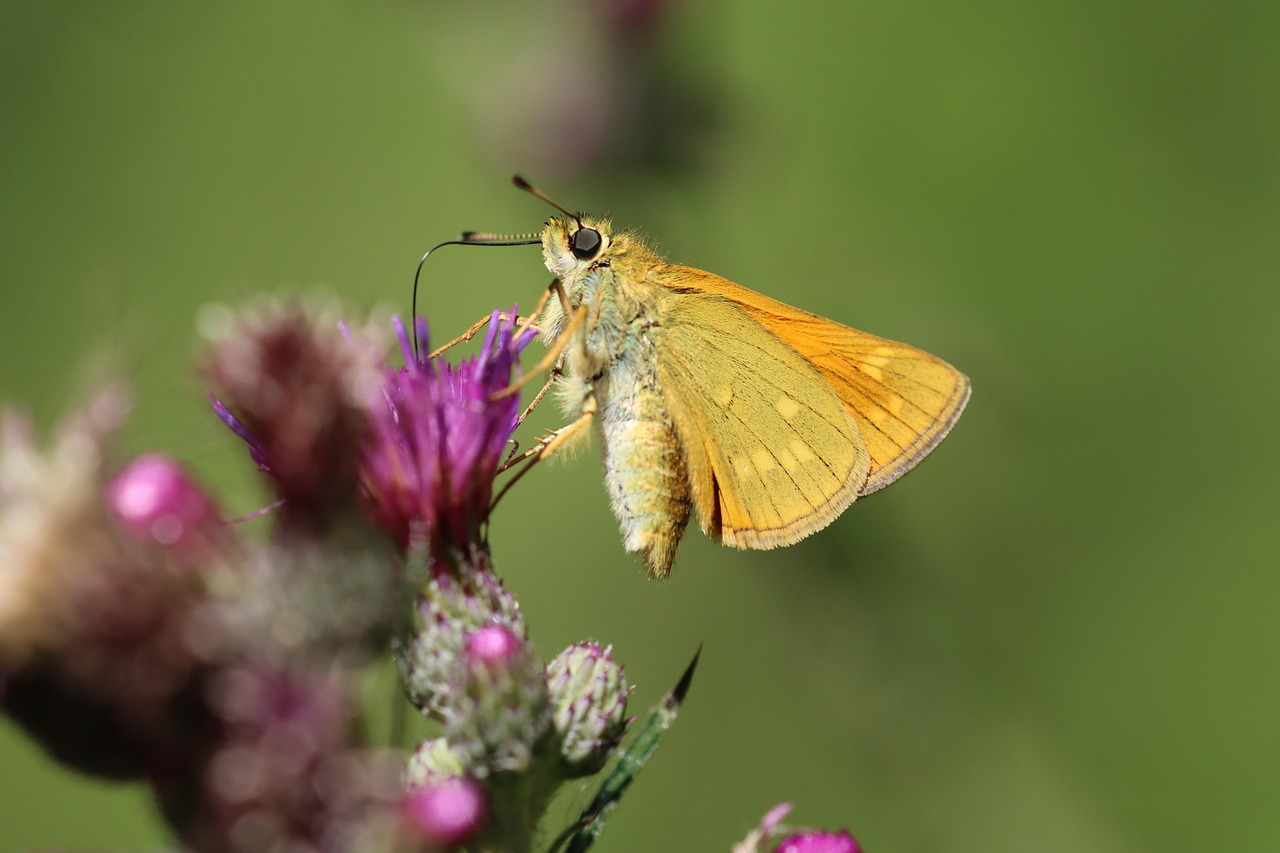 Pollinisation : un facteur clé pour la préservation de la biodiversité