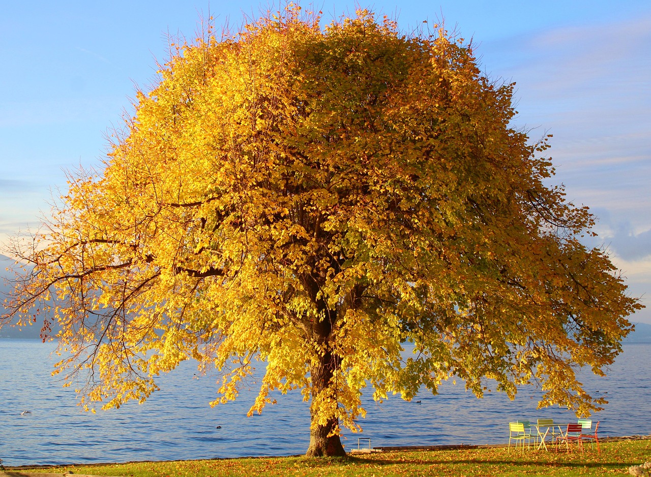 Retour à la nature : 5 conseils pour reconnecter avec l’environnement