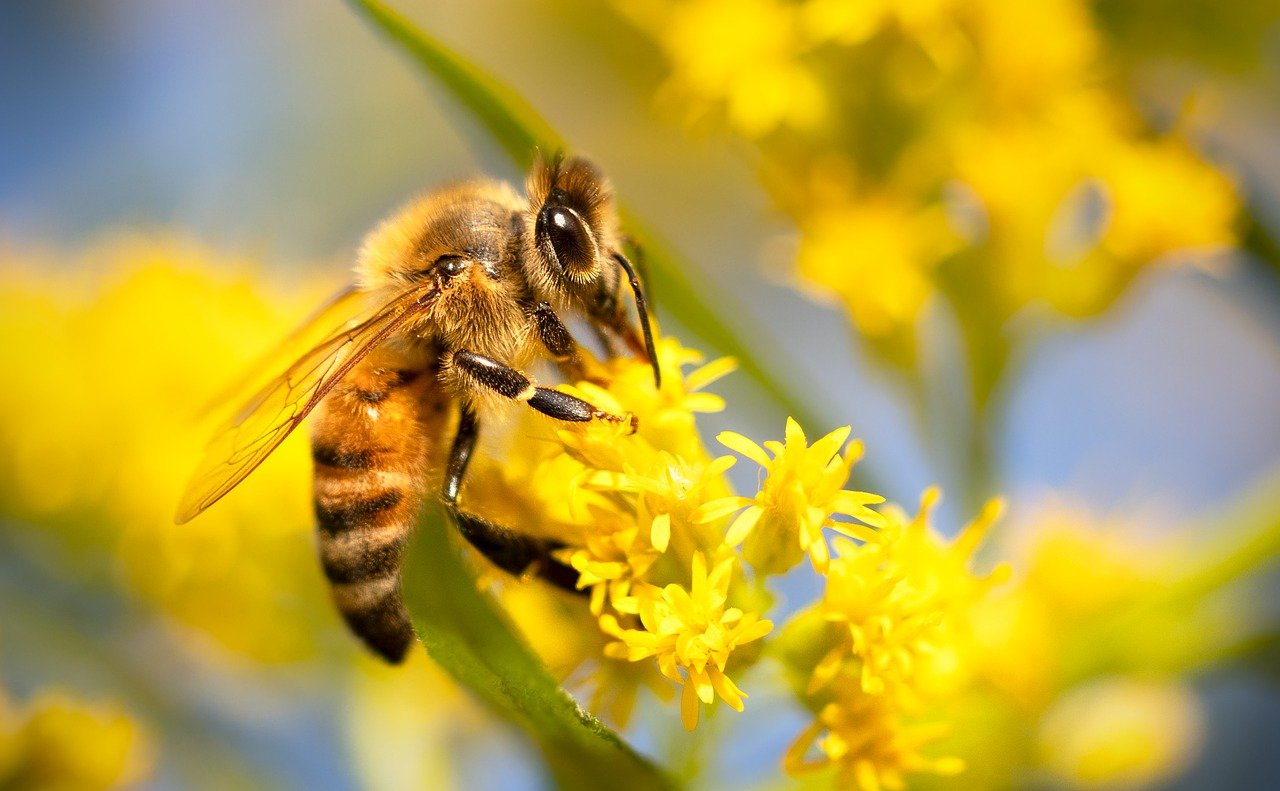 Les pollinisateurs, gardiens de la biodiversité