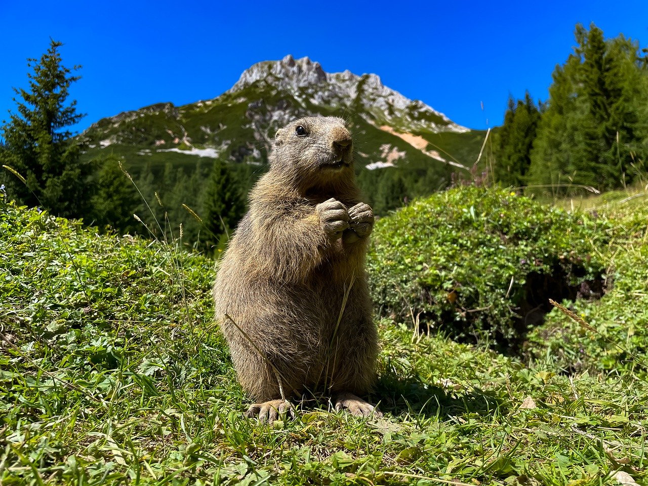 Biodiversité et énergies renouvelables : quelles interactions ?