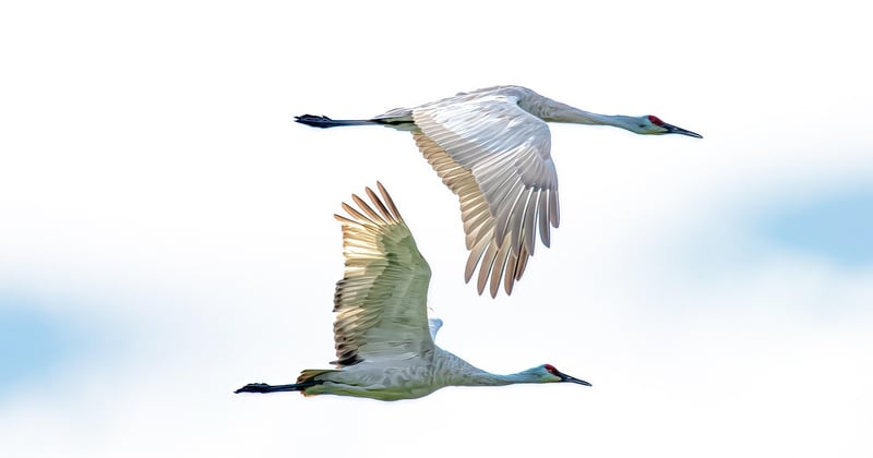 Effets du changement climatique sur la biodiversité au Nebraska : un déclin silencieux