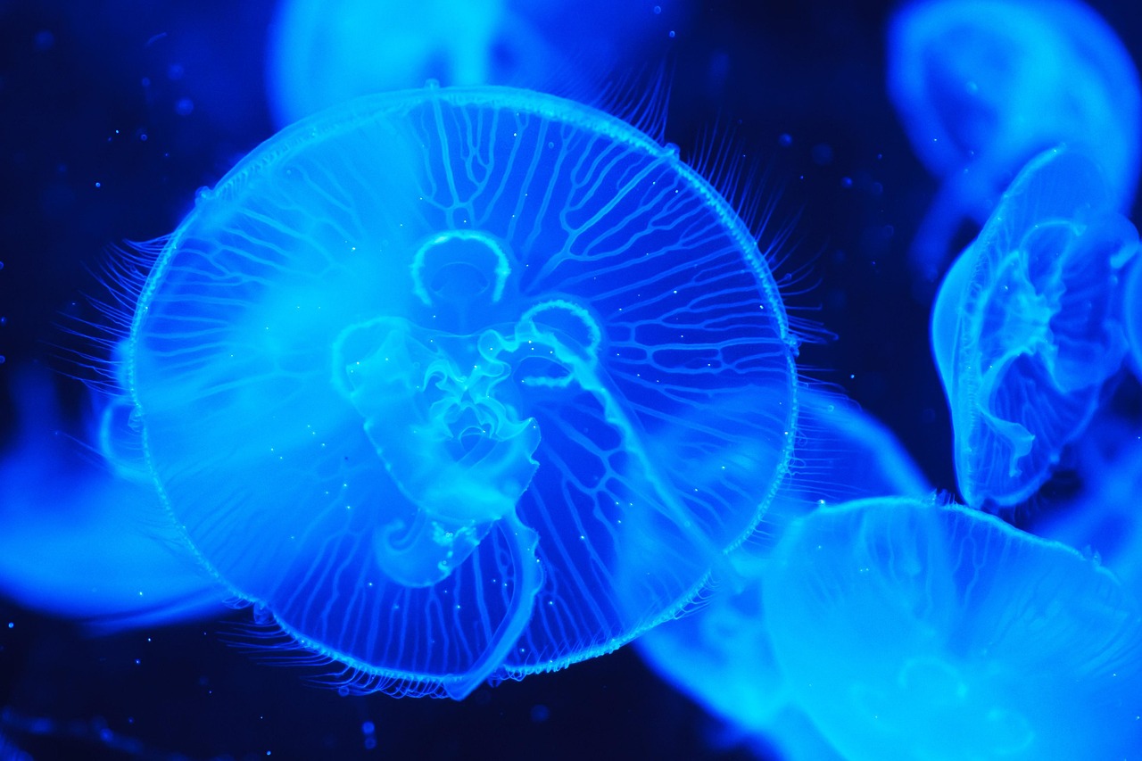 Ressources de la mer : L’importance de leur préservation pour l’avenir