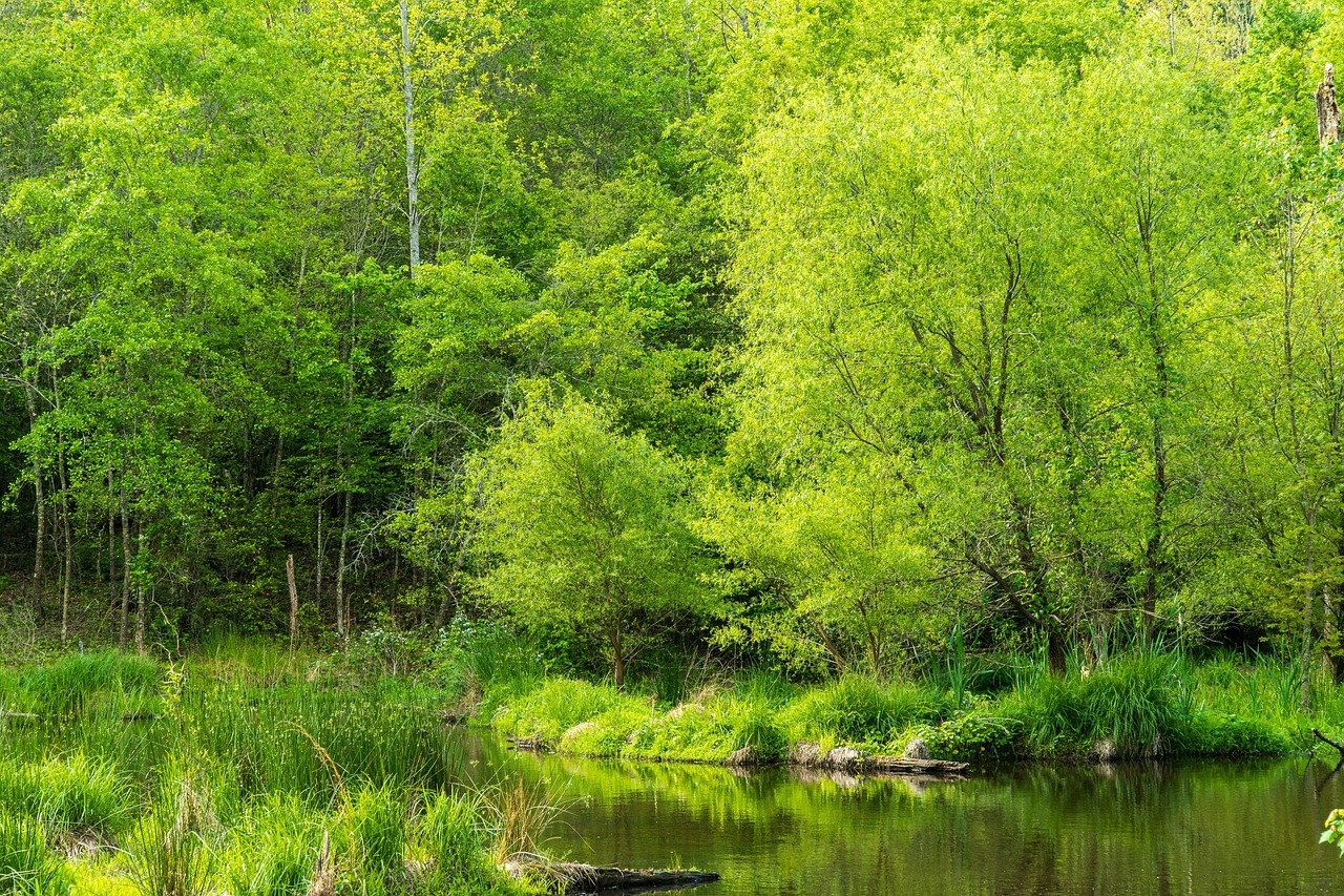 Conservation de l’eau : 10 astuces pratiques pour réduire votre consommation