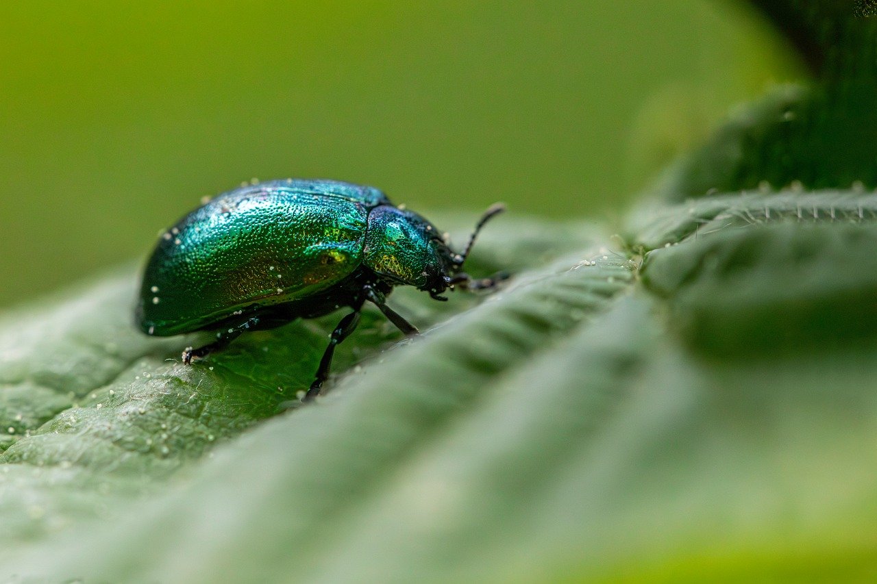 Biodiversité : Collaboration exemplaire entre l’État, Comilog, Setrag et l’ONG Conservation et Justice pour la préservation de la nature