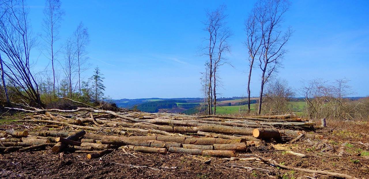 La déforestation et ses conséquences pour le climat