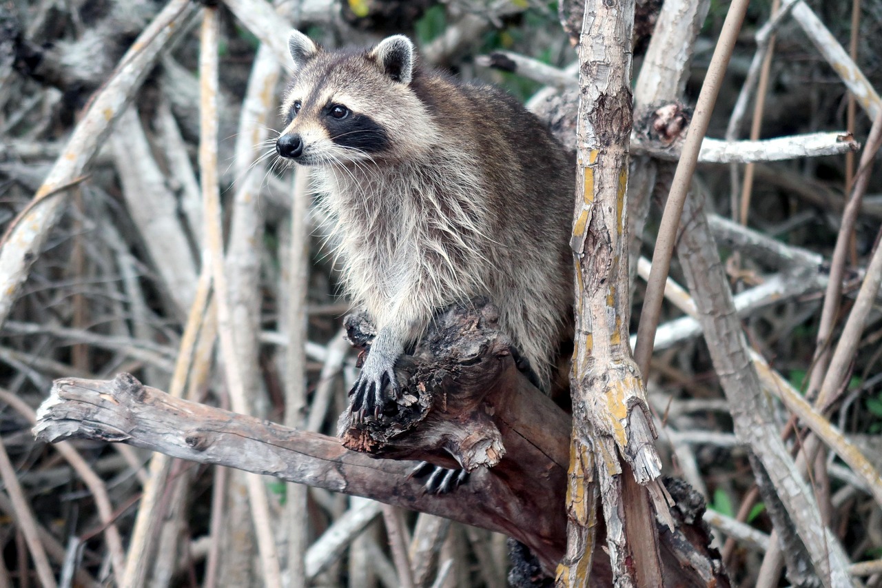 À la pointe : Les initiatives des pays du Golfe pour la restauration des mangroves