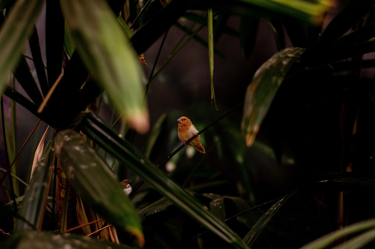 Protection des forêts tropicales : enjeux et solutions pour la biodiversité