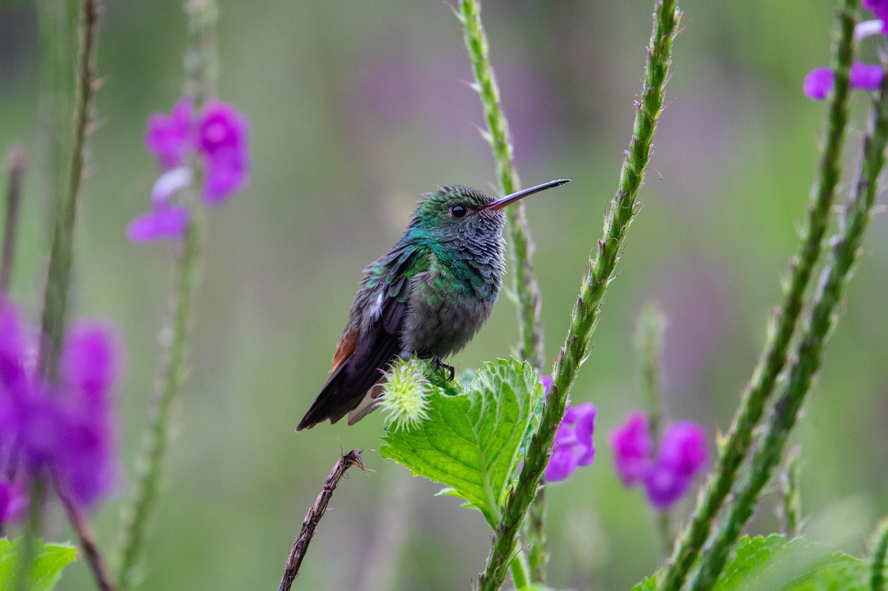 L’importance vitale de la biodiversité pour notre planète