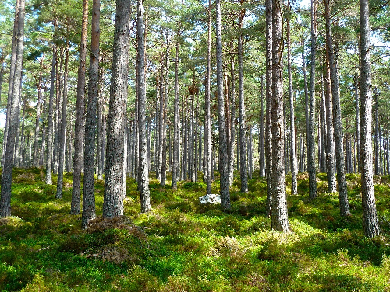 Ecologie comparative : comprendre les interactions entre les espèces et leur environnement