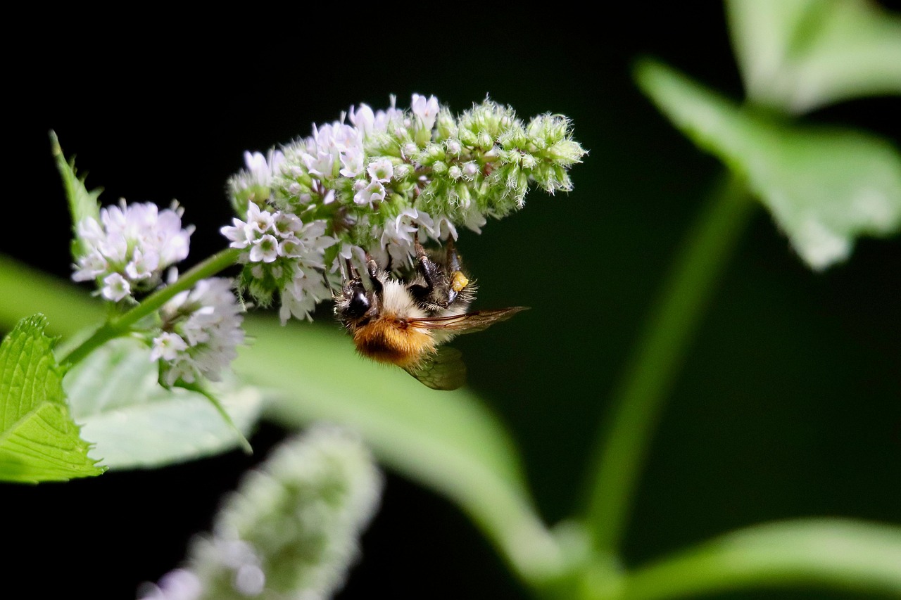 Écosystème terrestre : comprendre les interactions entre les espèces et leur environnement