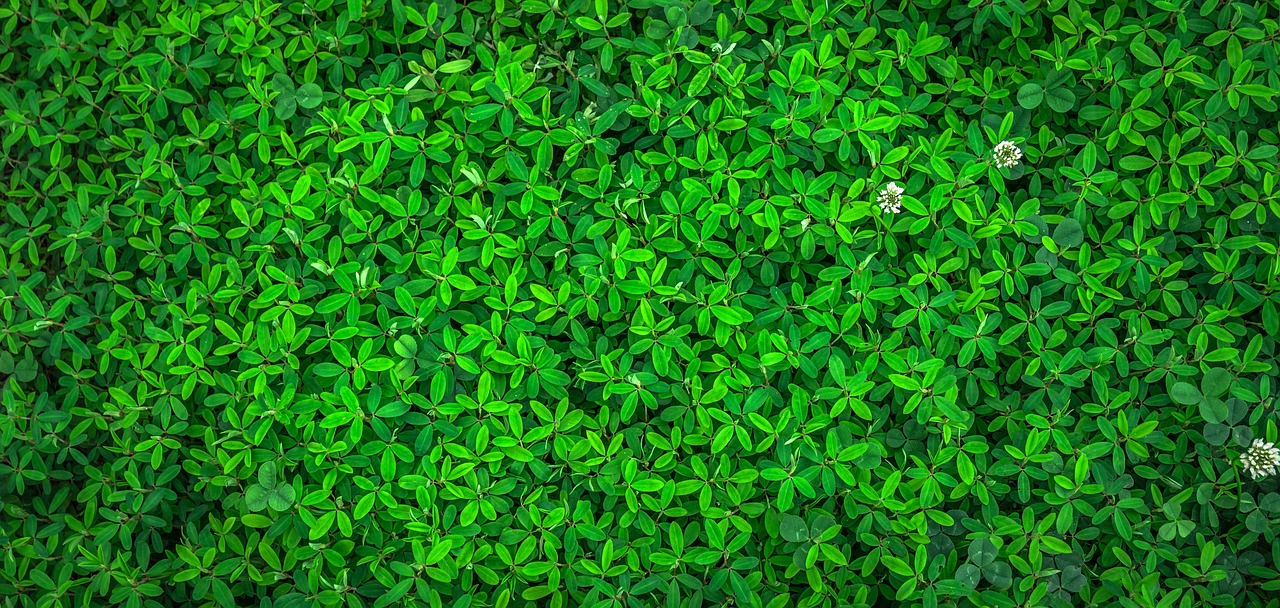 Produits ménagers écologiques : comment nettoyer votre maison sainement et efficacement