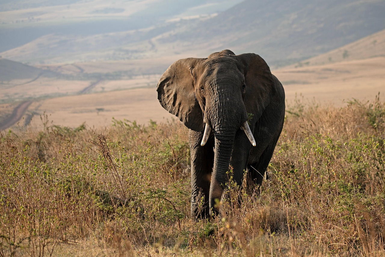 Priorités de conservation : comment choisir les espèces à protéger en premier