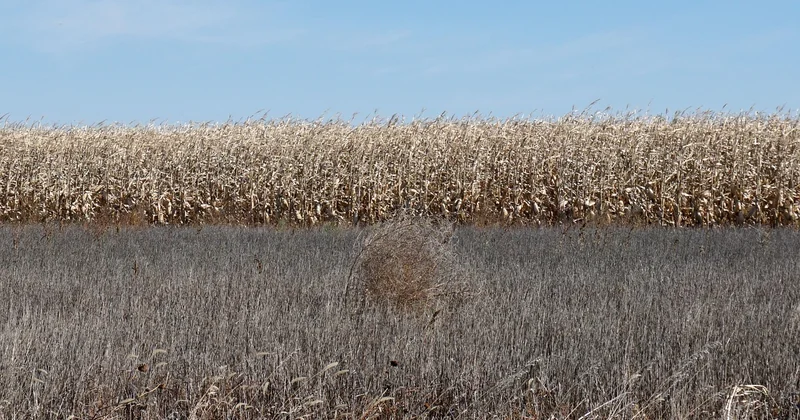 Sandhills : quand la nappe phréatique devient imprévisible