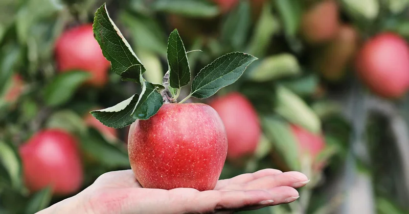 Comment adapter concrètement les forêts du Nebraska au climat