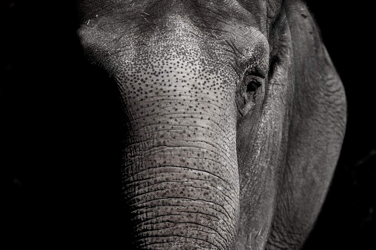 Zoos et conservation : un rôle essentiel dans la protection des espèces menacées
