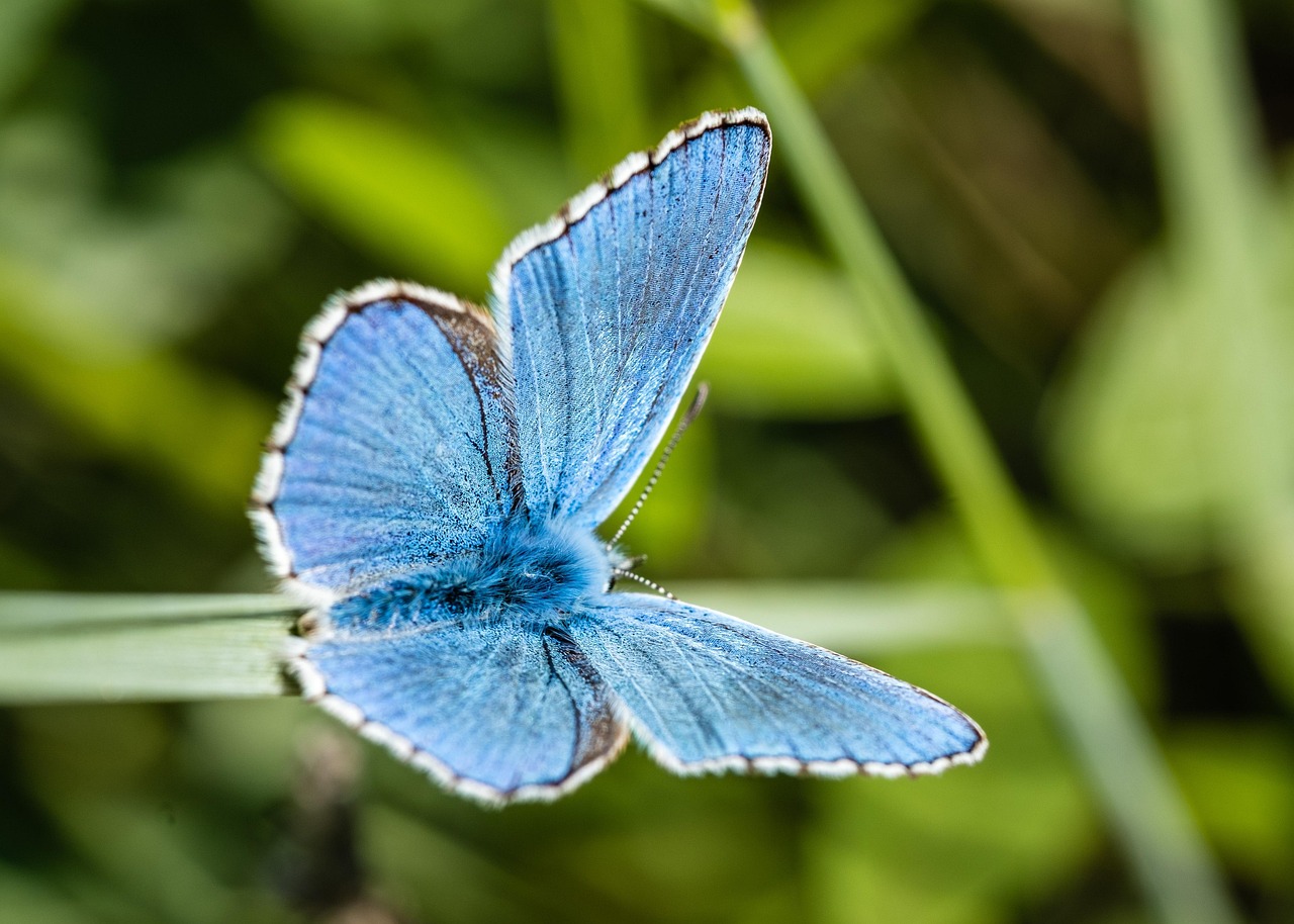 Appel à témoignages : élargir l’implication du secteur privé dans la restauration de la biodiversité
