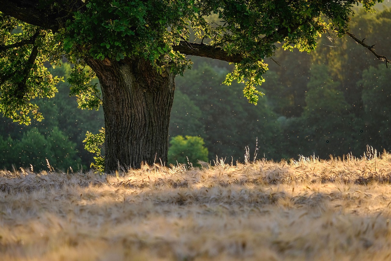 Comment les forêts protègent notre climat