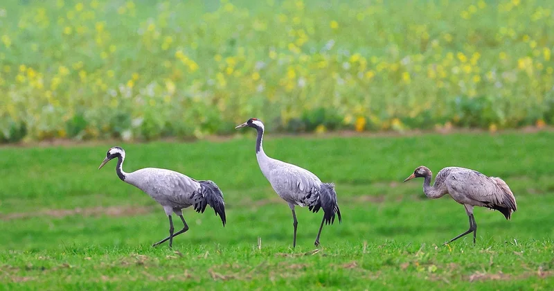 Vallée de la Platte : la migration des grues et le calendrier
