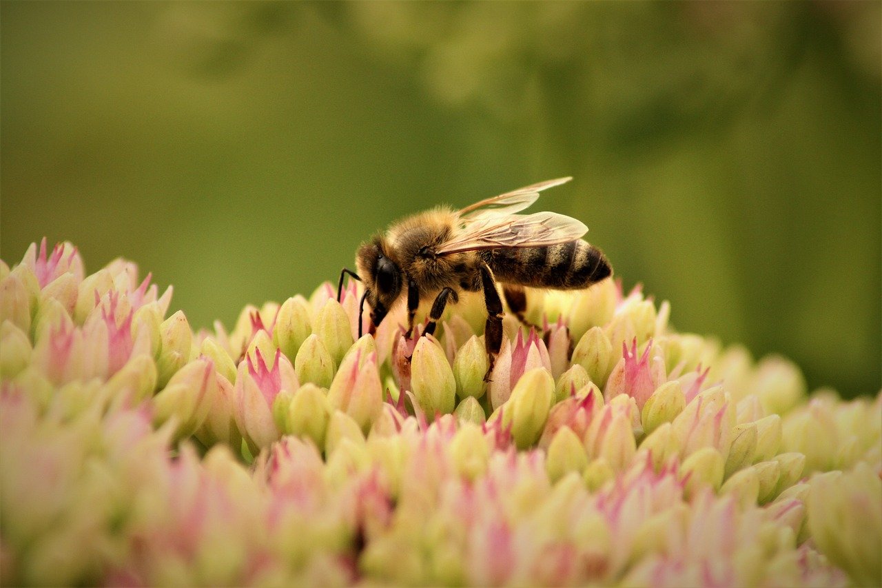 Sauvegarde des écosystèmes : stratégies et initiatives pour préserver la biodiversité