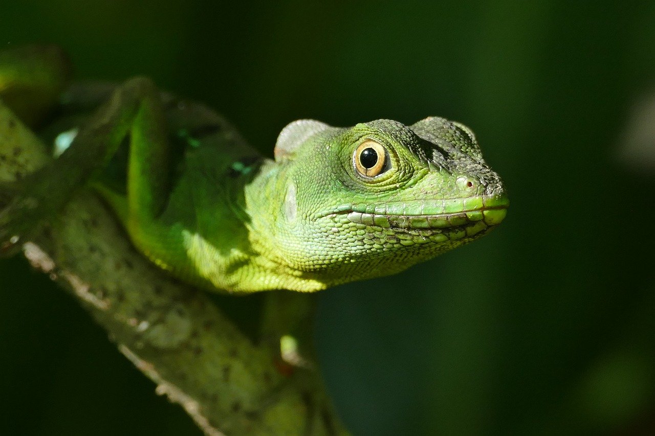 Observation des écosystèmes : Comprendre la dynamique de la biodiversité