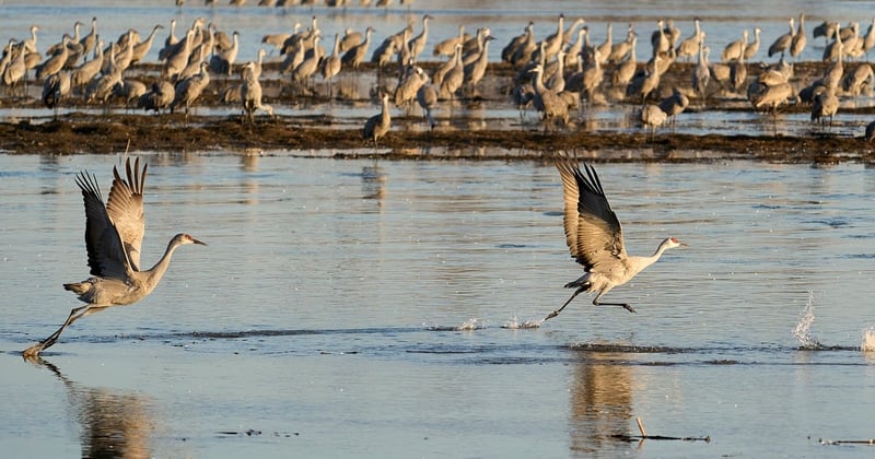 Impact climat sur oiseaux migrateurs Nebraska : l'alerte silencieuse