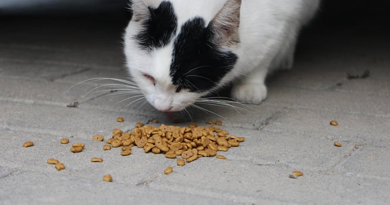 L'empreinte carbone de la nourriture pour chat : comment la réduire vraiment