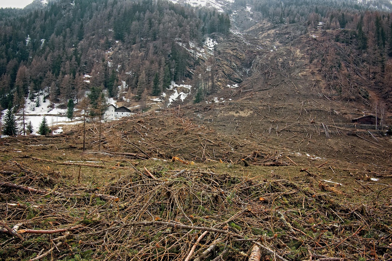 Les enjeux de la déforestation face aux changements climatiques