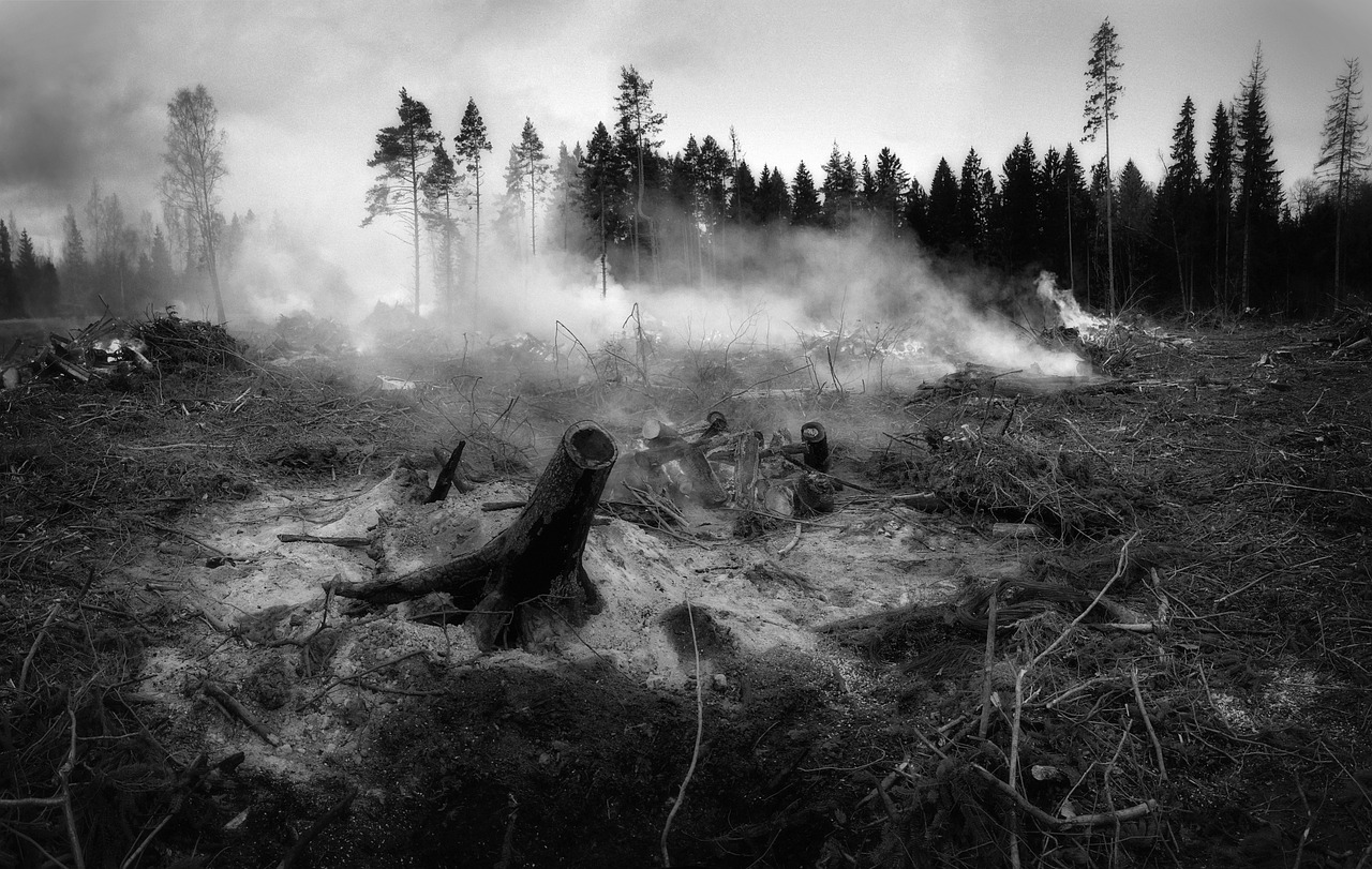 Les incendies : une menace croissante pour les forêts à l’échelle mondiale
