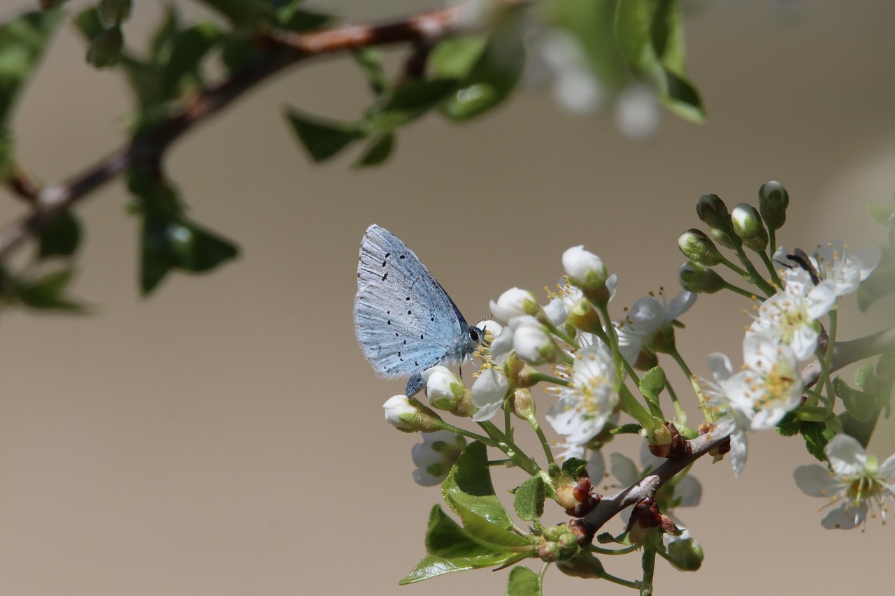 Préservation des espèces : Stratégies efficaces pour protéger la biodiversité