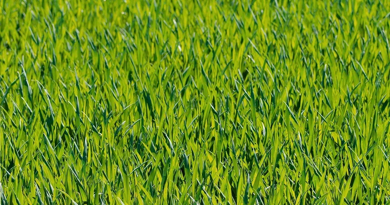 Prairie native contre plantation : la comparaison qu'on évite