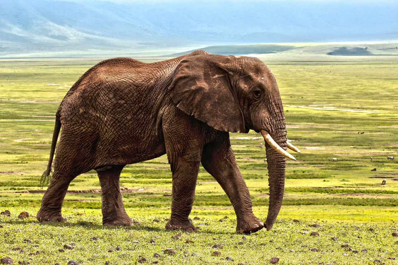 Le rôle des réserves naturelles dans la conservation