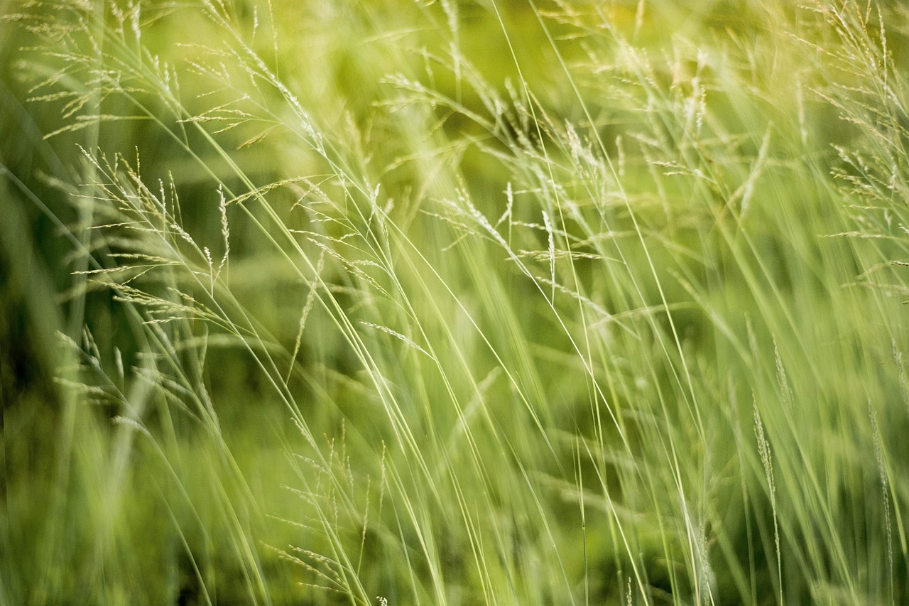 L’importance de l’éducation environnementale pour un avenir durable