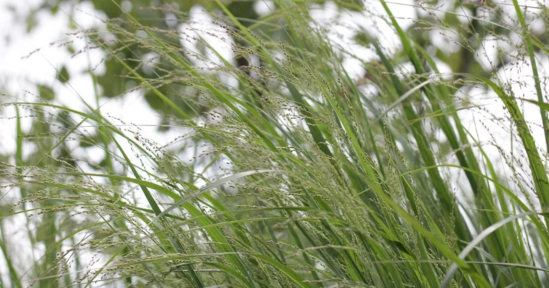 Prairies de hautes herbes : ce qui se joue sous la surface