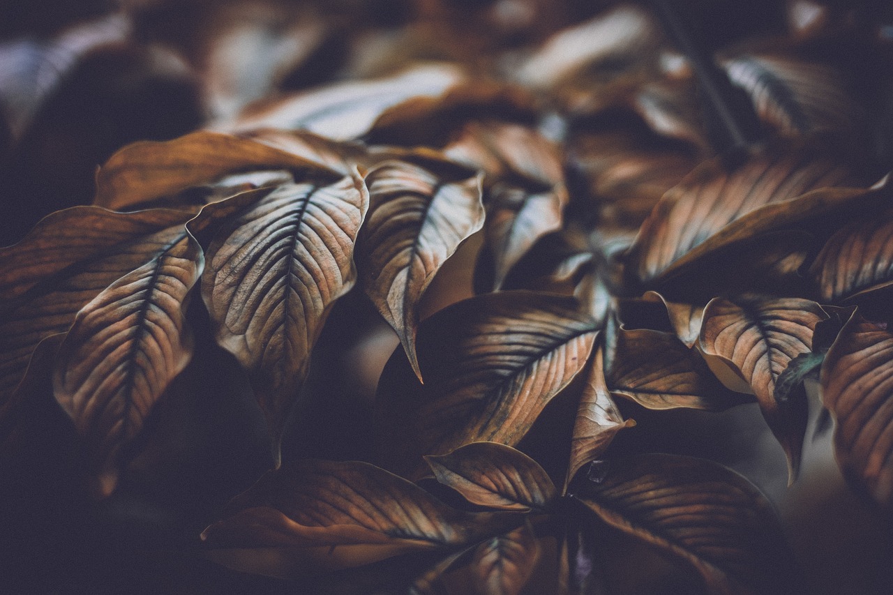Environnement sain : 10 astuces pour améliorer votre qualité de vie